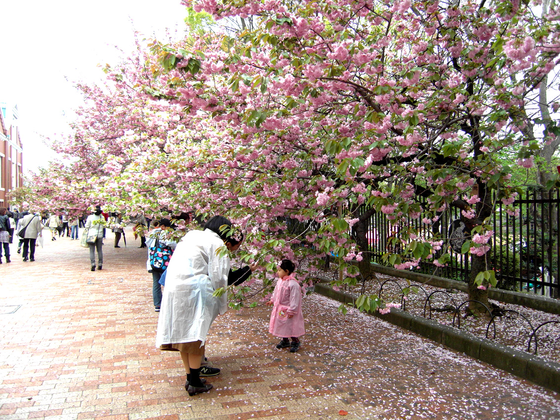 the 2010 Cherry Blossom