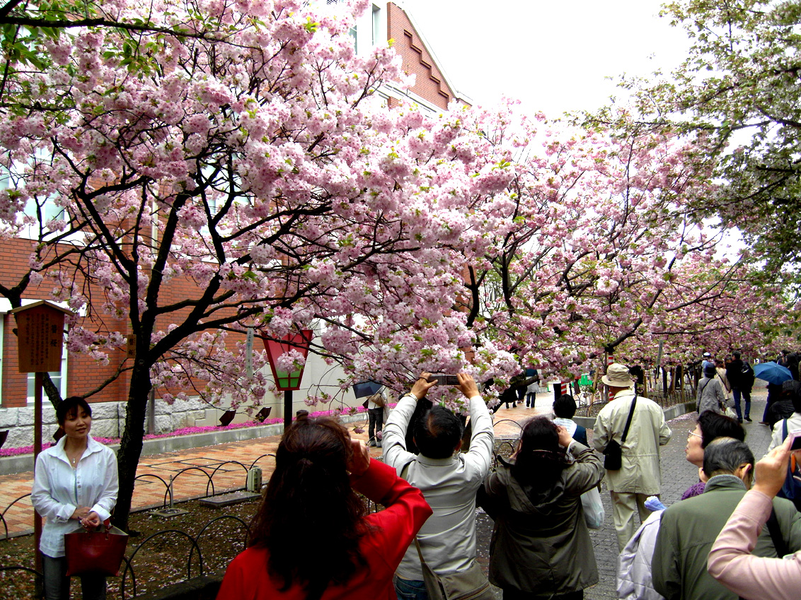 the 2010 Cherry Blossom