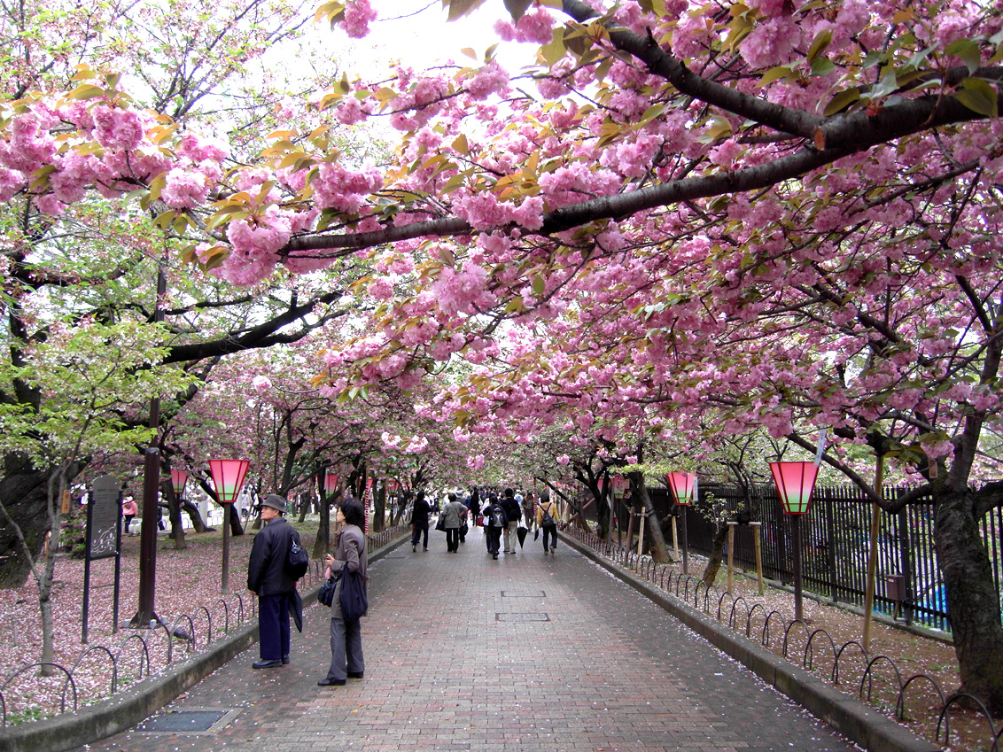 Osaka’s 2011 Cherry Blossom Walk in PostDisaster Japan ? 'A Gentle